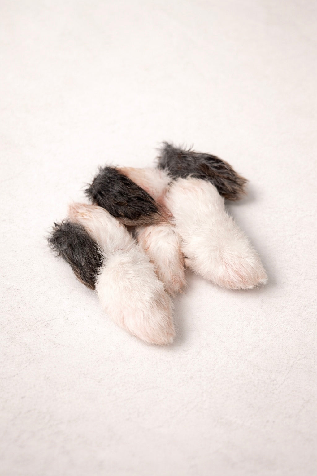 Rabbit Feet Minis