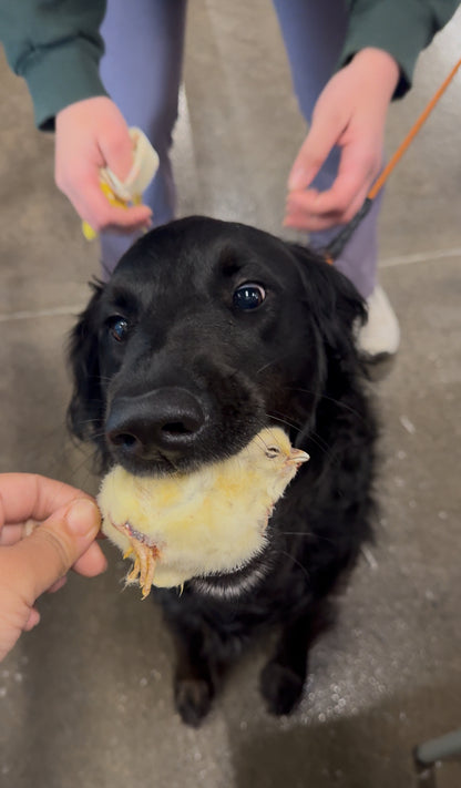 Whole Baby Chicks