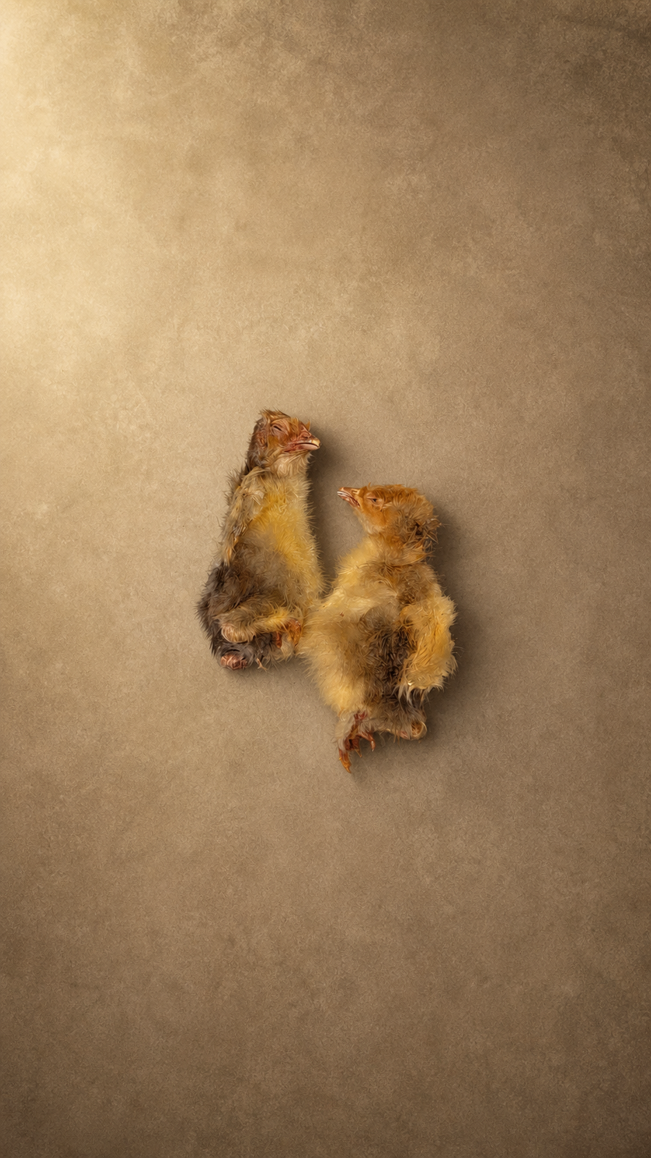 Whole Baby Chicks