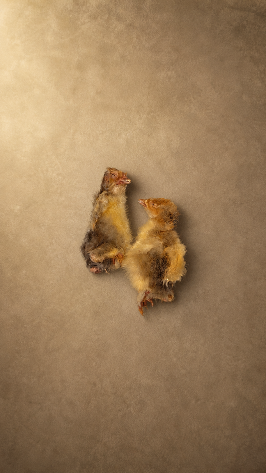 Whole Baby Chicks