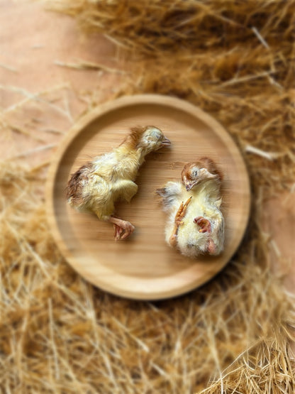 Whole Baby Chicks