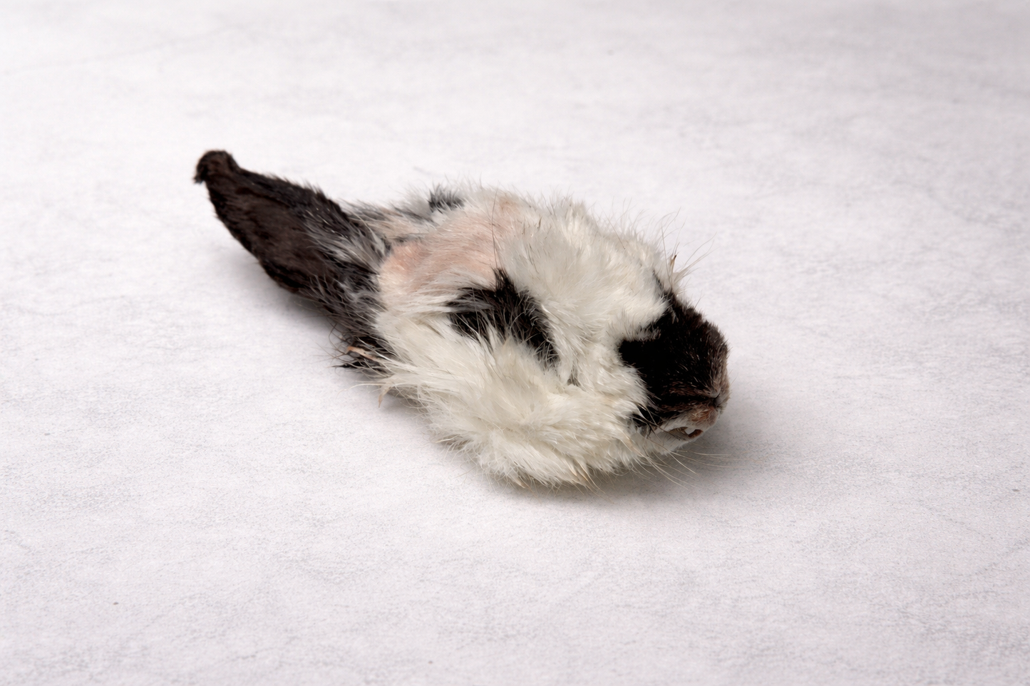 Whole Rabbit Heads