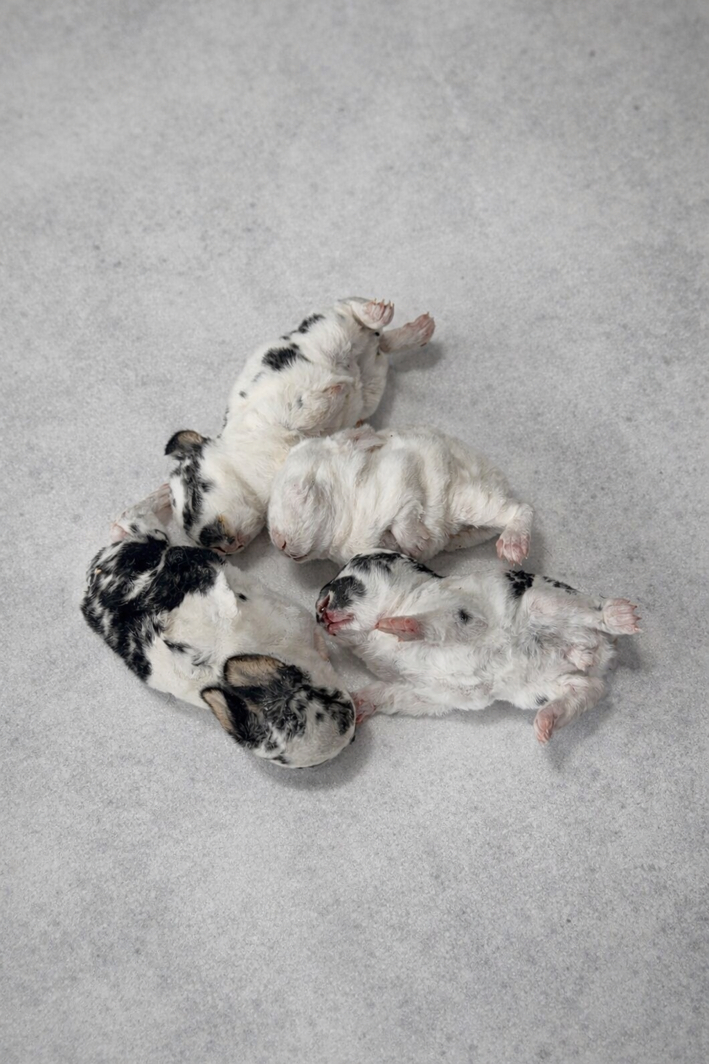 Whole Prey Fuzzies