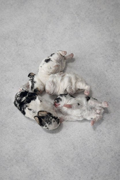 Whole Prey Fuzzies