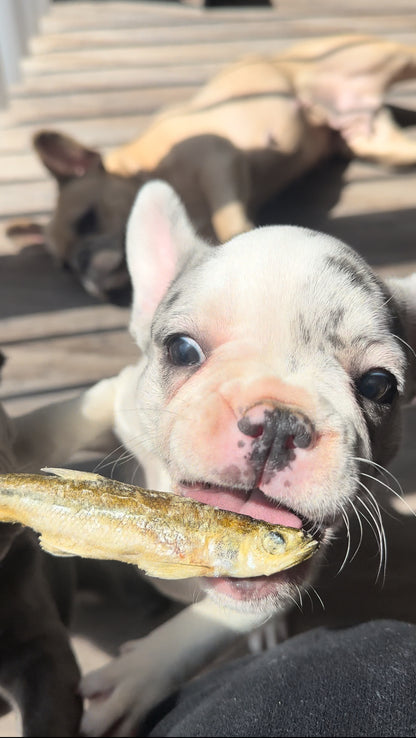 Whole Smelt Prey